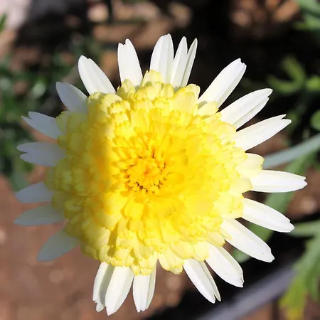 艾米莉公寓 卡西奥皮