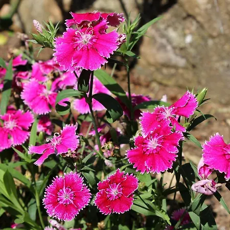 公寓 艾米莉公寓 *