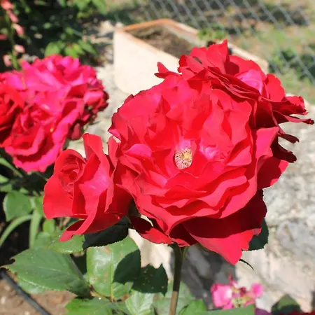 艾米莉公寓 卡西奥皮