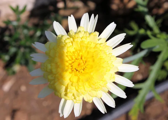 艾米莉公寓 卡西奥皮